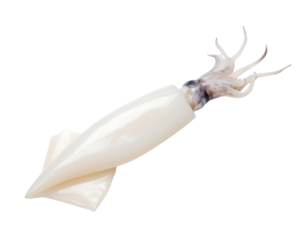 Fresh squid raw isolated on transparent background, cutout, png