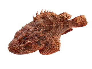 Scorpionfish isolated on transparent background, cutout, png