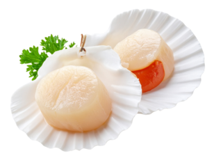 Scallops on shell isolated on transparent background, cutout, png