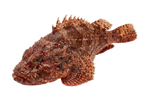 Scorpionfish isolated on transparent background, cutout, png