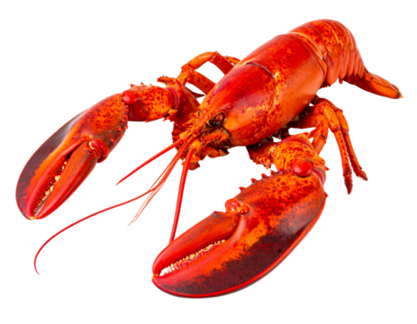 Whole red lobster isolated on transparent background, cutout, png