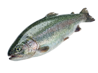 Trout fish isolated on transparent background, cutout, png