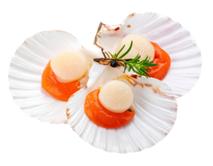 Cooked scallops with herbs isolated on transparent background, cutout, png