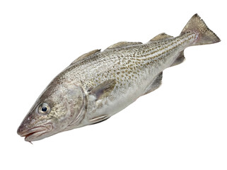 Fototapeta premium Whole seabass fish isolated on transparent background, cutout, png