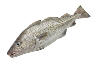 Whole seabass fish isolated on transparent background, cutout, png
