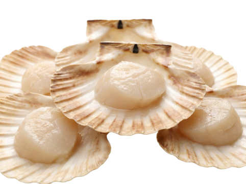 Scallop shells with twin flesh isolated on transparent background, cutout, png
