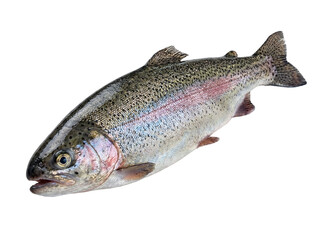 Rainbow trout fish isolated on transparent background, cutout, png cutout