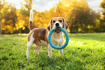 Obraz premium Cute Beagle dog with ring toy in autumn park