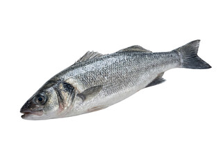Naklejka premium Whole seabass fish isolated on transparent background, cutout, png cutout