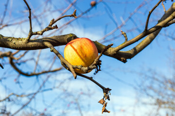 Apple on the branches