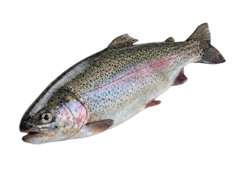 Rainbow trout fish isolated on transparent background, cutout, png cutout