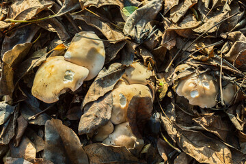 Mushrooms and leaves