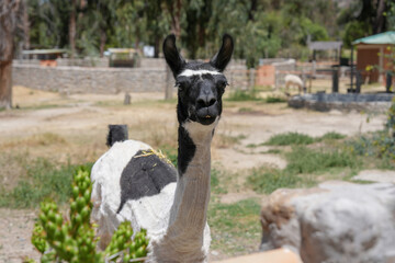 Naklejka premium Camélido andino de frente a la cámara