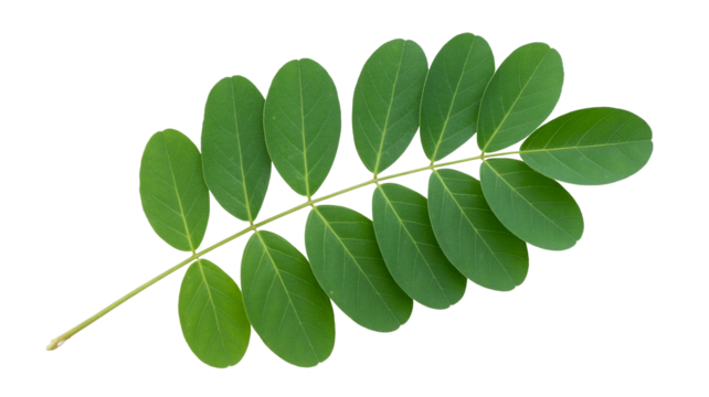 Fresh green acacia leaves png isolated on transparent background, bring nature's beauty to your designs with a vibrant and natural aesthetic