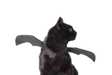Halloween celebration. Cute cat with bat wings on white background