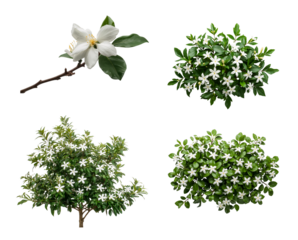 beautiful bush of garden jasmine isolated on a transparent background