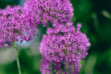 Allium hollandicum persian onion dutch garlic purple sensation flowering plant, ornamental flowers in bloom