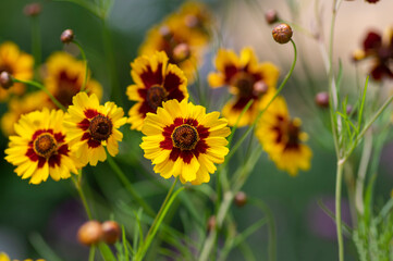 Creopsis tinctoria garden golden tickseed bright yellow and red flowers in bloom, calliopsis ornamental flowering plant
