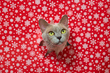 A cute cat climbs out of a torn Christmas paper