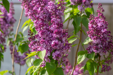 Fototapeta premium Syringa vulgaris violet purple flowering bush, groups of scented flowers on branches in bloom, common wild lilac tree