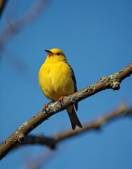 Obraz premium Bright yellow Atlantic canary sits on tree branch against blue sky background. Bird is perched looking up. Sunny day shows colorful wildlife, aviary, nature scene.
