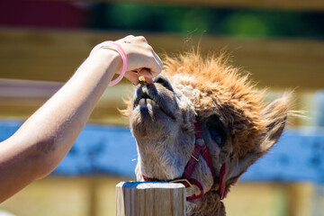 Naklejka premium Alpaca Portrait Being Fed by Hand at Farm Experience