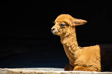 Naklejka premium Cute Baby Alpaca Portrait at the Farm