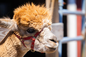 Naklejka premium Cute Baby Alpaca Portrait at the Farm
