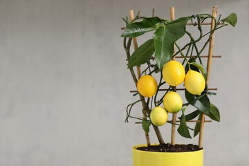 Potted lemon tree with ripe fruits against light grey background, closeup. Space for text