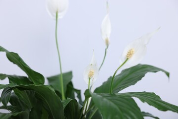 Beautiful spathiphyllum (peace lily) houseplant with flowers on light background, closeup