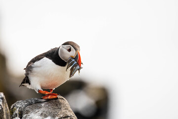Puffin - Papageientauscher mit Fischen im Schnabel