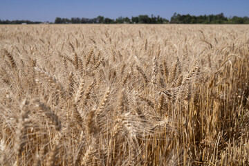 Fototapeta premium View of a golden wheat field ready for harvest