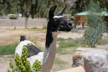 Naklejka premium Camélido andino de perfil