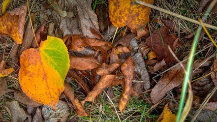 Bright bicolor autumn leaf among dry brown foliage