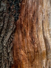 Weathered wood texture showing history, decay, and beautiful natural patterns 