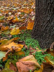 Contrast of bright seedlings and fallen autumn foliage near tree 