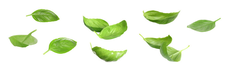 Fresh green basil leaves on white background, collage