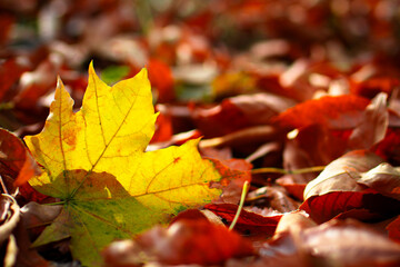 Single yellow maple leaf glowing among red autumn foliage 