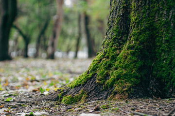 Fototapeta premium Vibrant green moss growing on the textured bark of an old forest tree trunk 