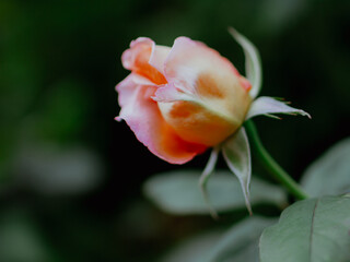 Naklejka premium Romantic orange rose bud emerging from deep green garden shadows