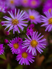 Obraz premium Vibrant purple asters blooming together in soft autumn garden light 