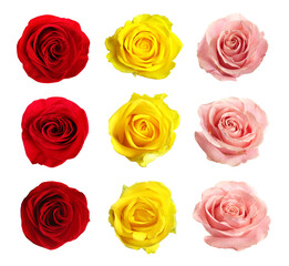 Obraz premium Collection of beautiful roses isolated on white