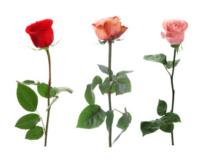 Collection of beautiful roses isolated on white