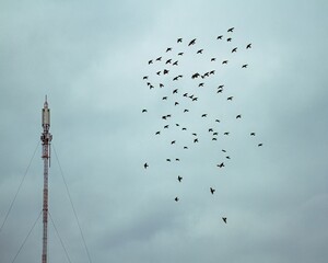 Large group of birds flying near a tall telecommunications antenna on a cloudy day 