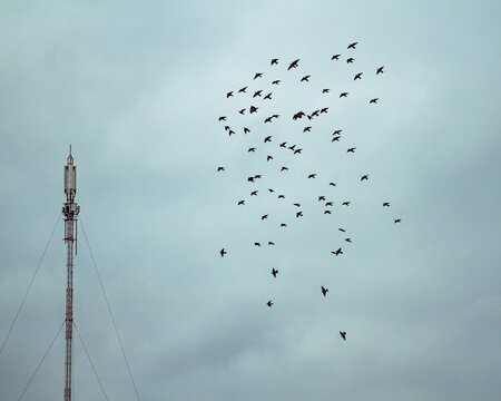 Large group of birds flying near a tall telecommunications antenna on a cloudy day 