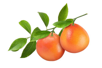 Branch with fresh grapefruits and green leaves isolated on white