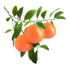 Branch with fresh grapefruits and green leaves isolated on white