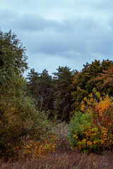 Fototapeta premium Moody autumn forest edge under heavy blue cloudy sky 