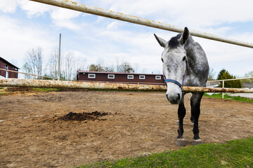 Grey horse tranquil scene, Horse leaning over fence calmly, Serene grey equine near rustic farmhouse, Quiet rural setting featuring grey horse by wooden fence and cloudy sky