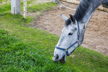 A Gray Horse Grazing Peacefully on Fresh, Lush Green Grass in Nature